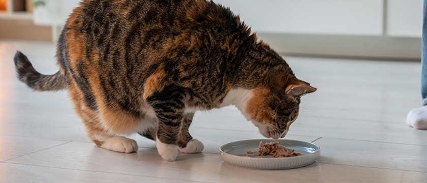 can-cats-eat-tuna_1727171621480.jpeg