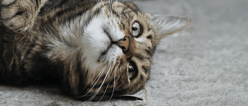 large_closeup-shot-cat-lying-down-ground_1684143520297_1710419313435.jpg