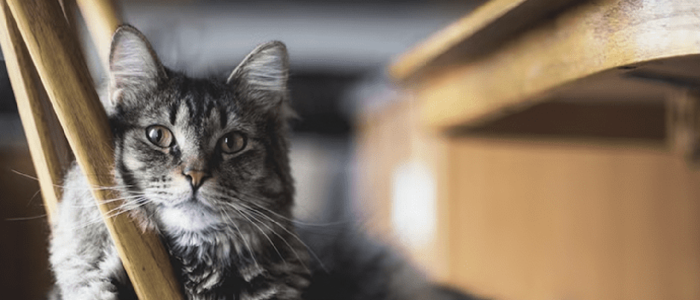 selective-focus-closeup-shot-gray-furry-tabby-cat-sitting-wooden-chair_181624-8432_1686748977273.png