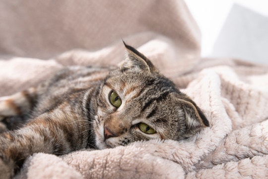 sick cat wrapped in blanket being treated at home