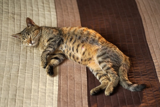 pregnant cat lying down