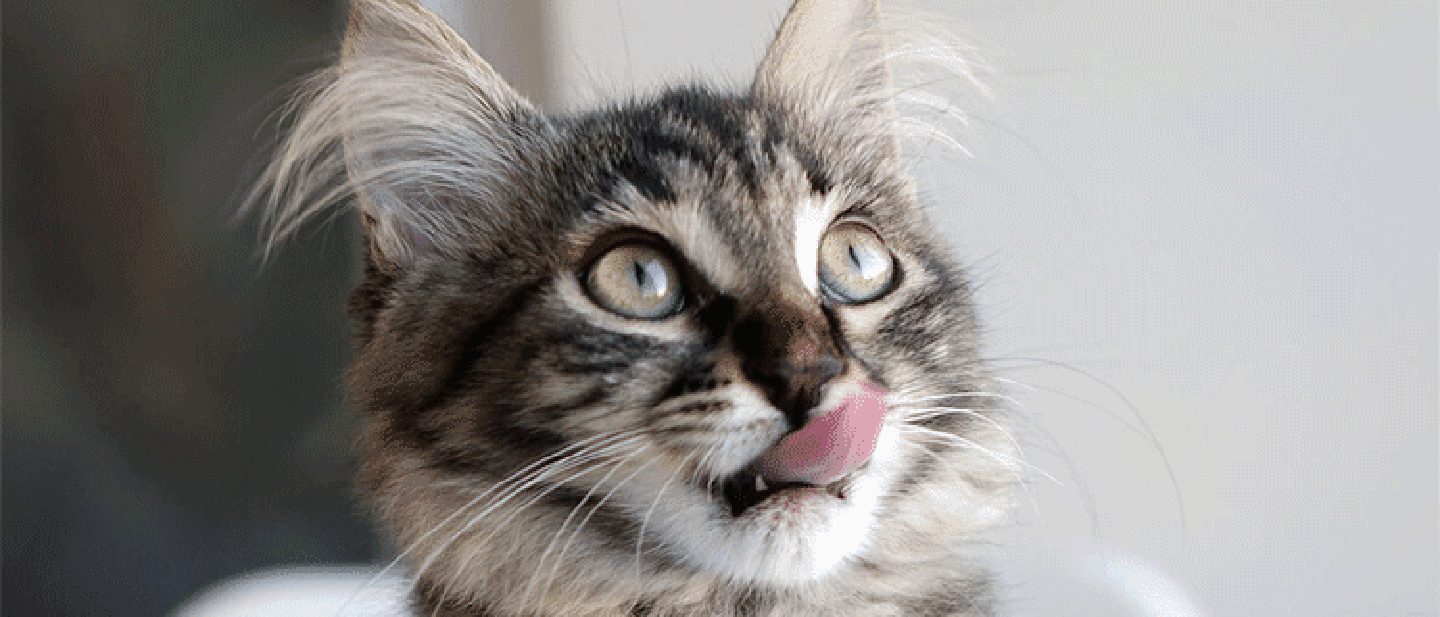 BENEFITS OF MIXED FEEDING FOR ADULT CATS