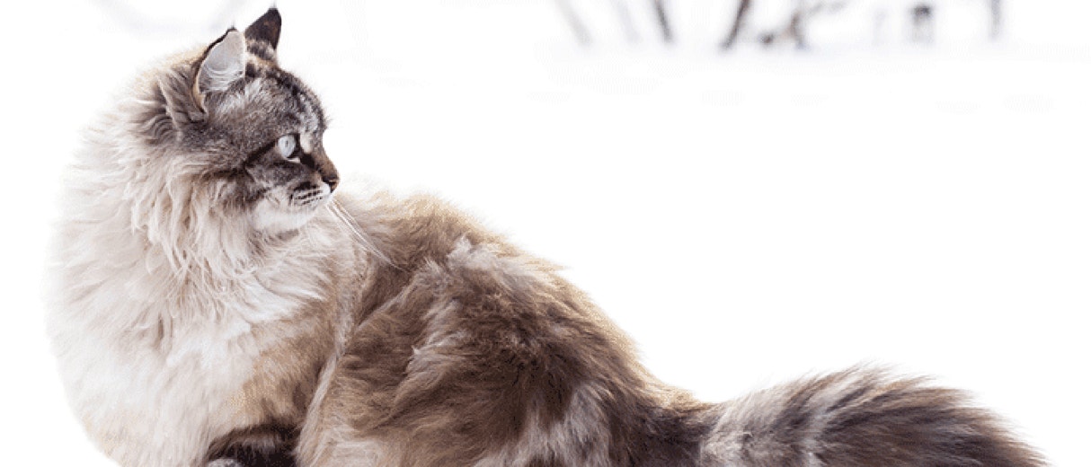 HOW CAN THE RIGHT NUTRITION SUPPORT YOUR CAT’S NATURAL DEFENCES