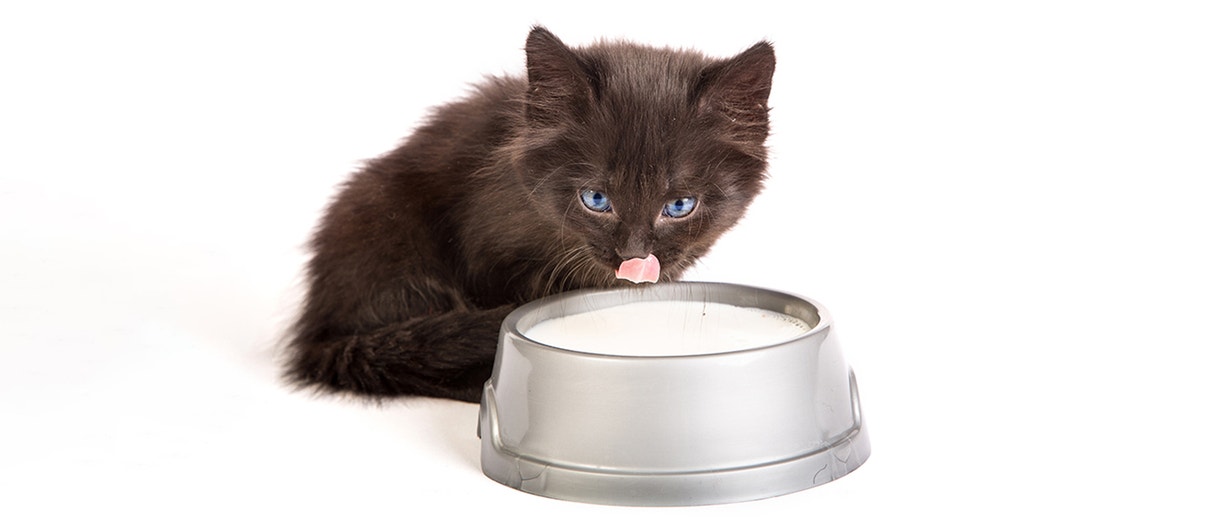 CAN CATS DRINK MILK? THE ULTIMATE GUIDE TO CATS DRINKING MILK