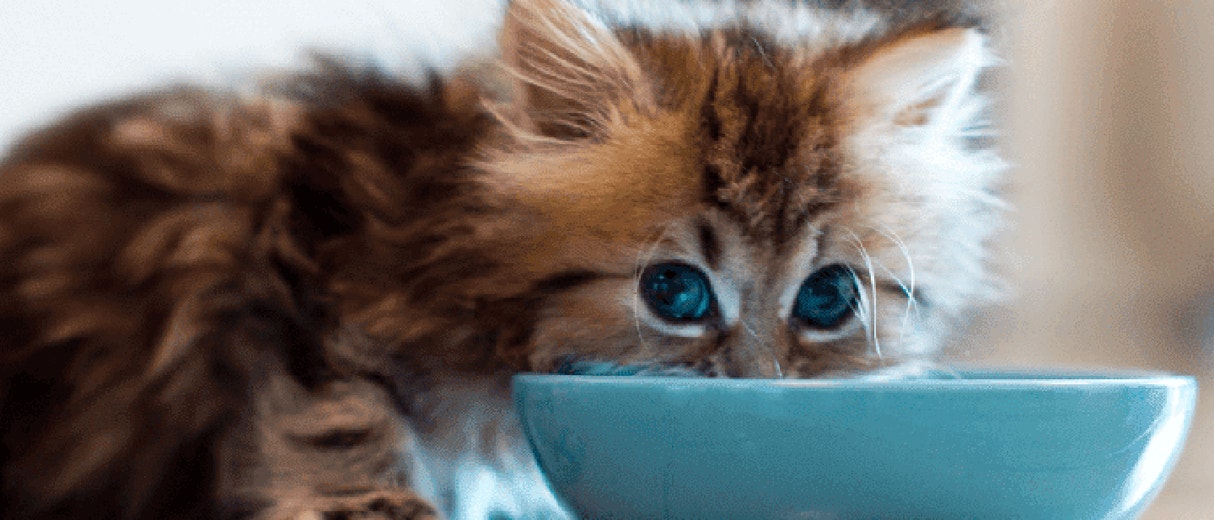 MIXED-FEEDING FOR KITTENS: THE KITTEN DIET TO LAST A LIFETIME
