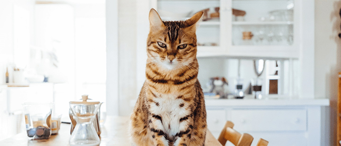 AVERAGE CAT WEIGHT: THE IDEAL RANGE FOR A HEALTHY FELINE