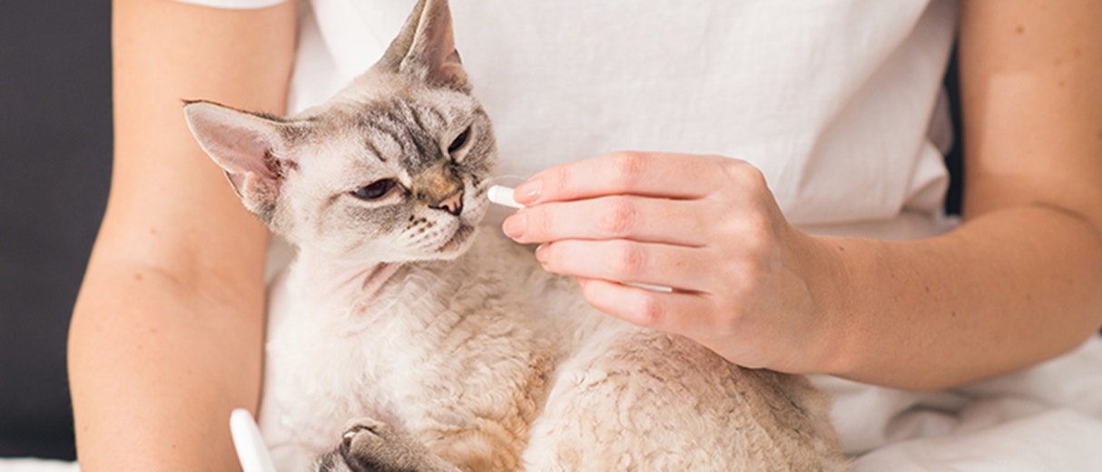 WORMS IN CATS: SYMPTOMS AND TREATMENTS