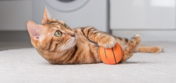 CAT & KITTEN GAMES: FUN WAYS TO PLAY WITH YOUR FURRY FRIEND