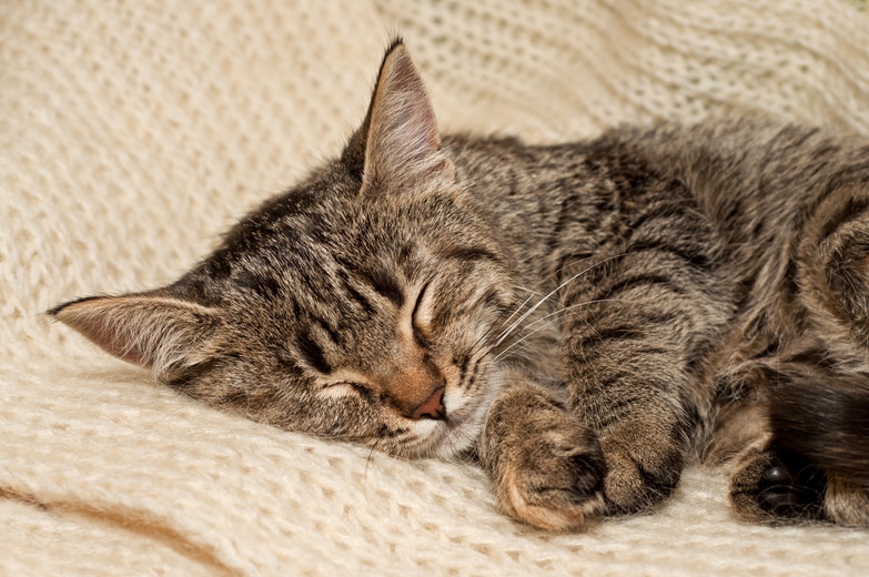 HOW LONG DO KITTENS SLEEP FOR?