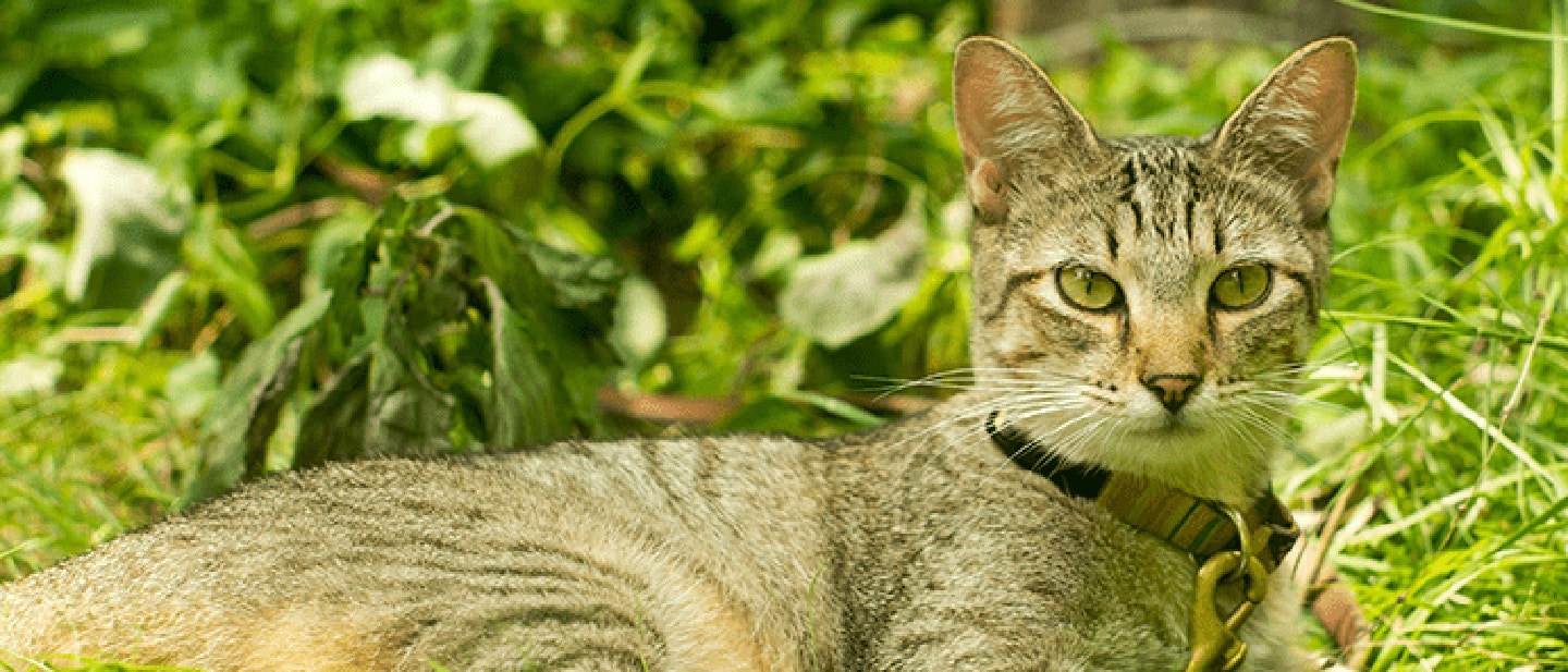 bella-pisani-gzwcq3fcpzw-unsplash_1685973791673.png