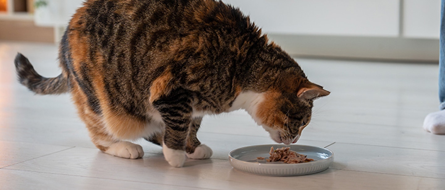 can-cats-eat-tuna_1727171621480.jpeg