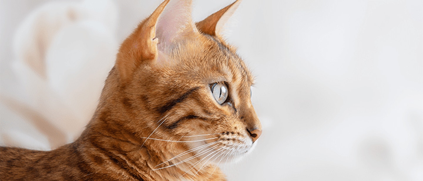 cat-cost_1686749076082.png