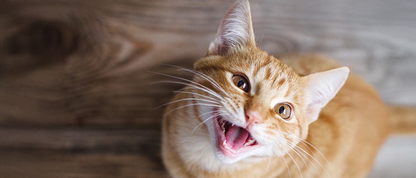 cat-meowing-excessivley_1722342656692.jpg