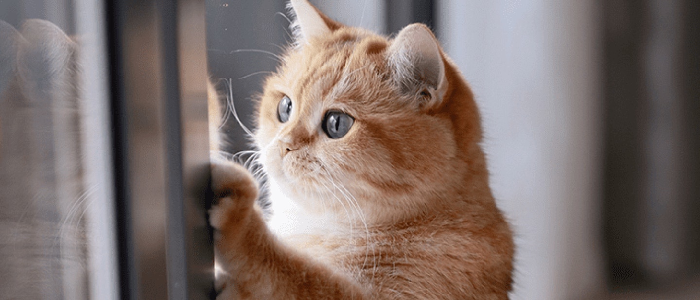cat-standing-near-window_1685973551201.png