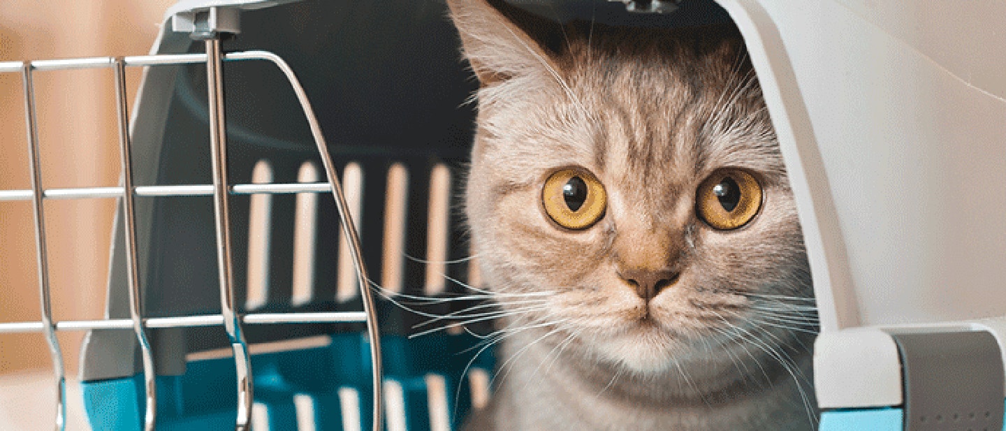 cat_mm11_1_source_1614708406028.png