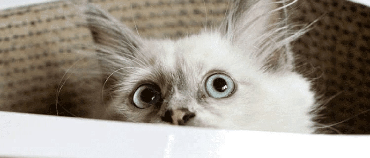 cat_mm1_bringing_home_1-1_1614708568563.png