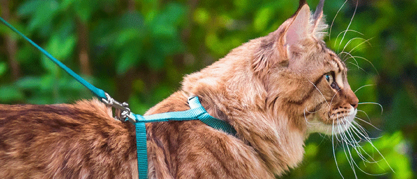 cat_w4_move_1_1614707965058.png