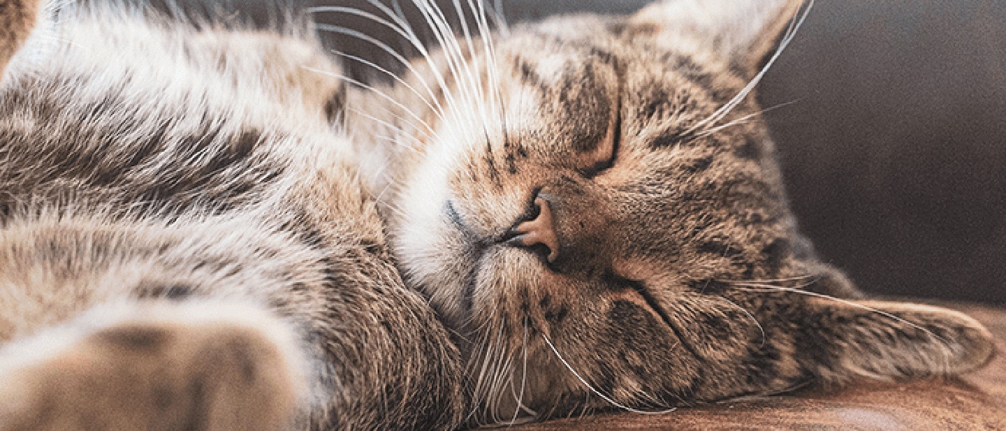 elisa-kennemer-u74i4h5z_u0-unsplash_1685973644137.png
