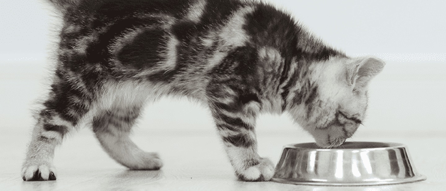 kitten-eating-cat-food_1684939842358.png