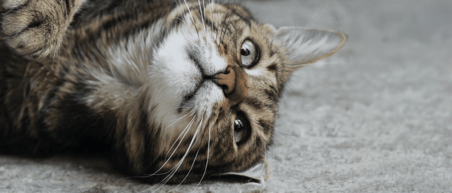 large_closeup-shot-cat-lying-down-ground_1684143520297_1710419313435.jpg
