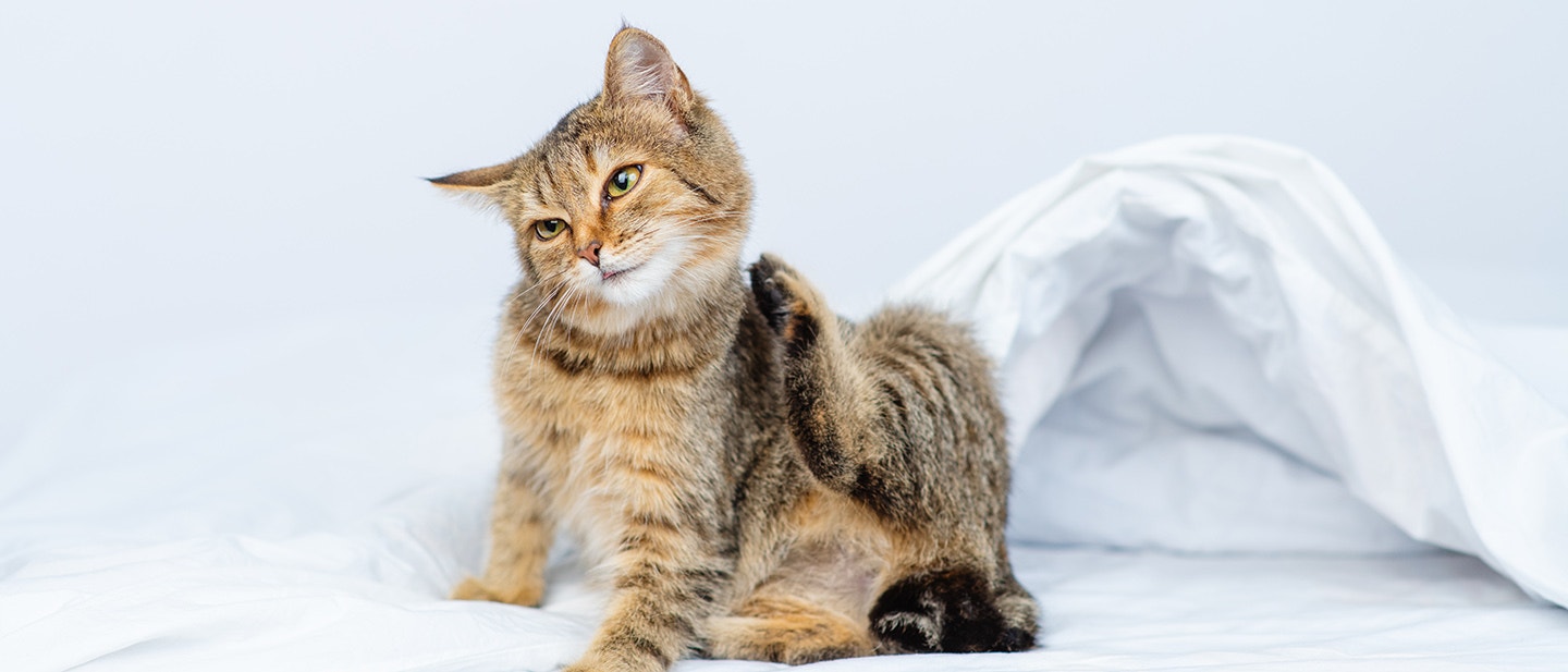 CAN INDOOR CATS GET FLEAS?