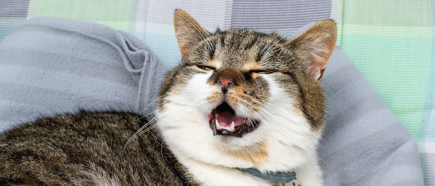 WHY DOES MY CAT KEEP SNEEZING?