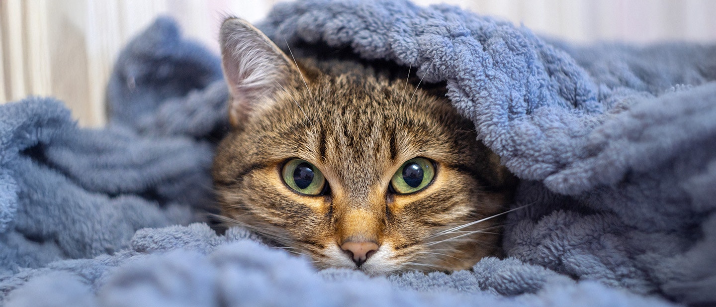 Do cats get cold