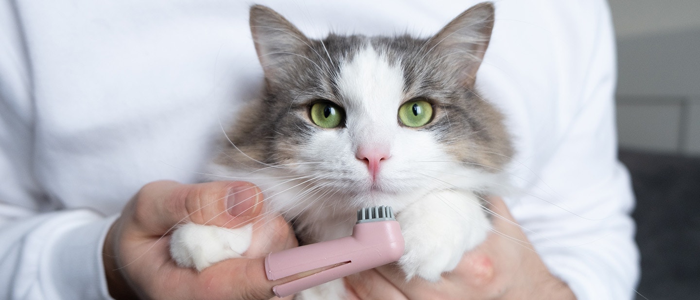 Cleaning a cat’s teeth