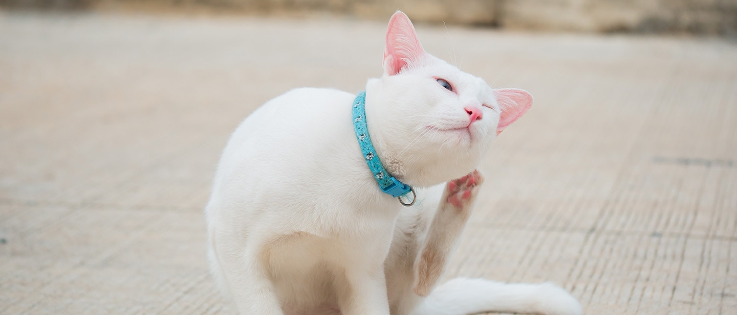 HOW TO GET RID OF FLEAS ON KITTEN