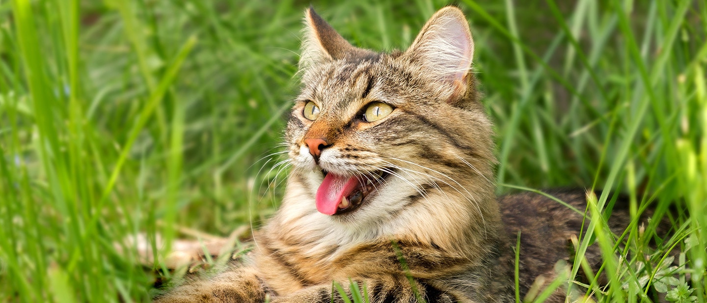 Bad breath in cats