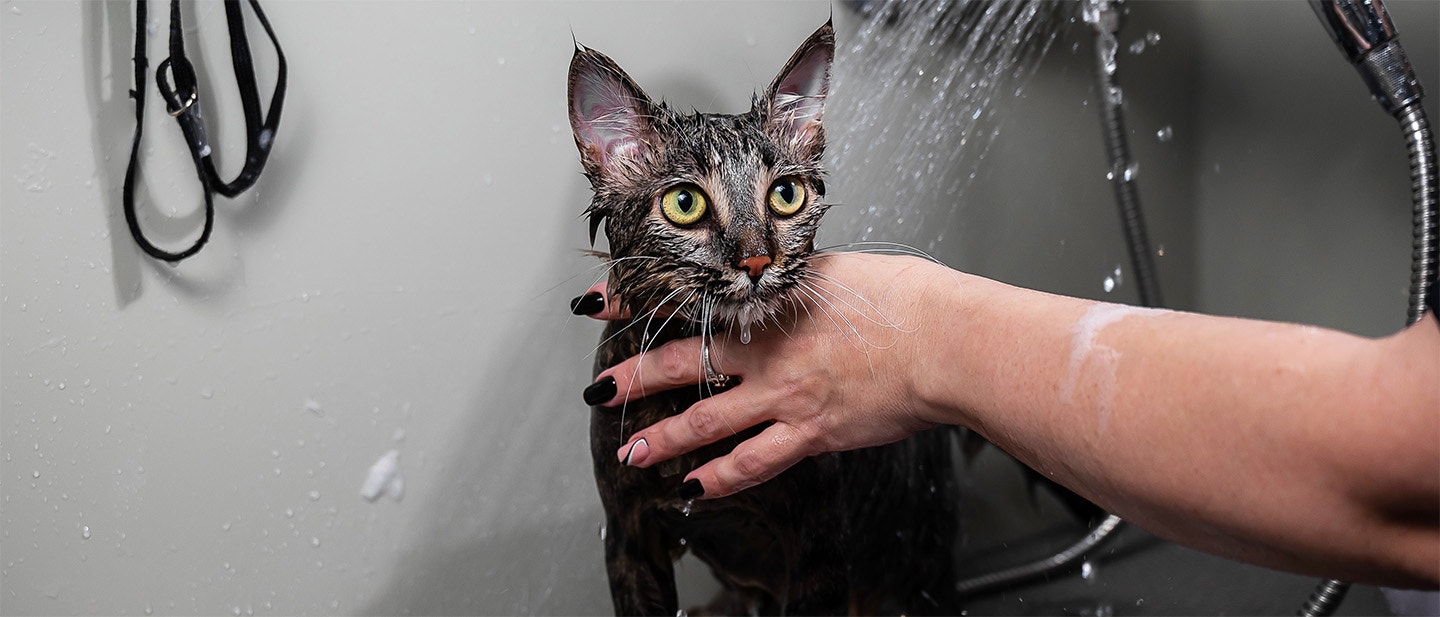 How to bathe a cat