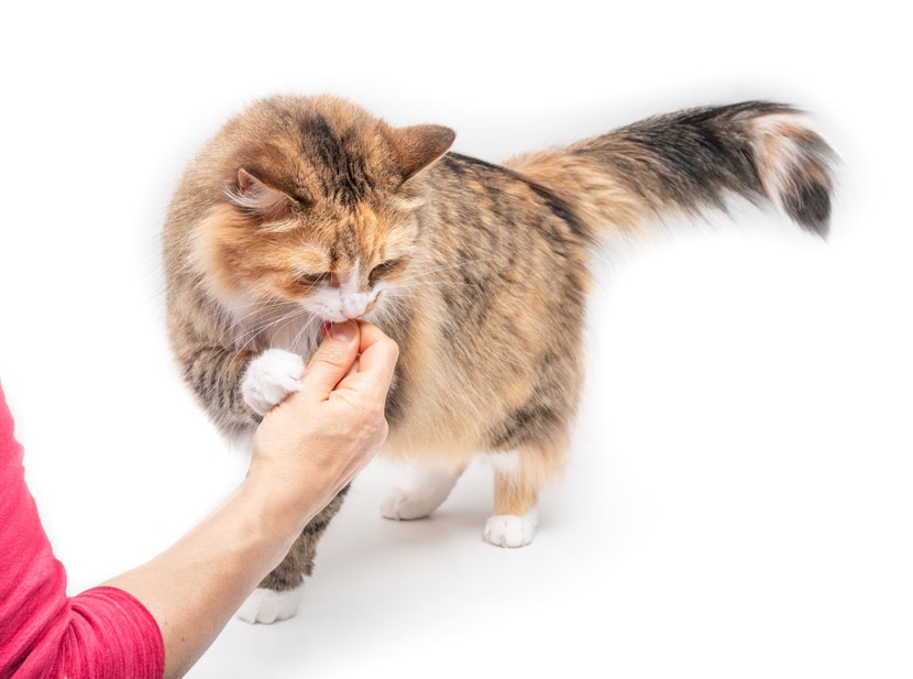 Happy cat eating treat from owners hand. Full body of cute kitty holding with paw the hand of the owner.