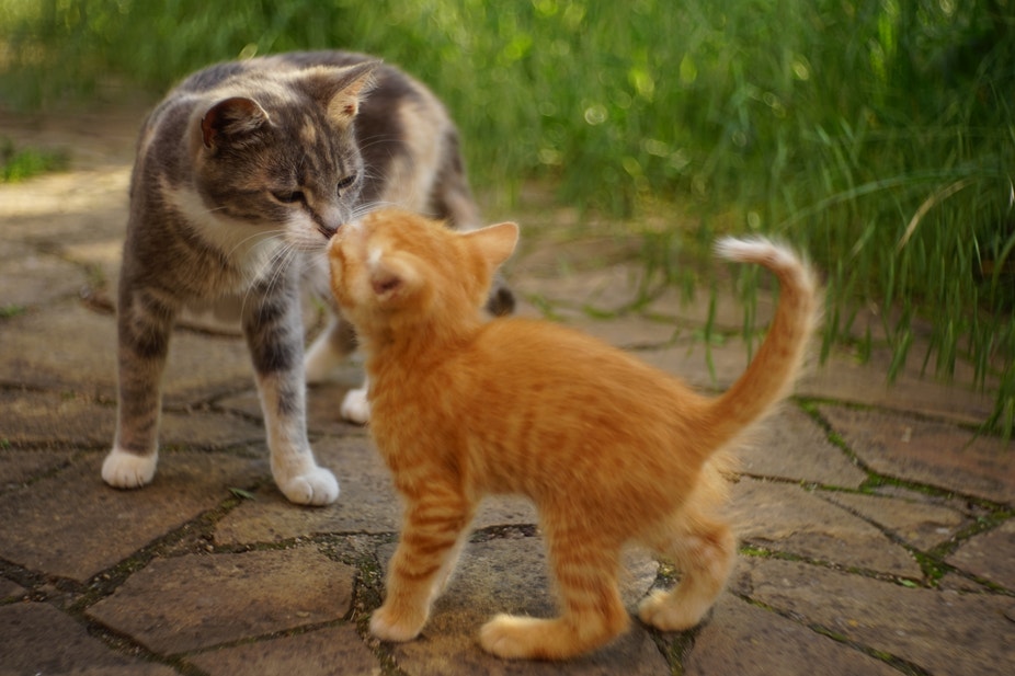 Cat and kitten in a summer garden