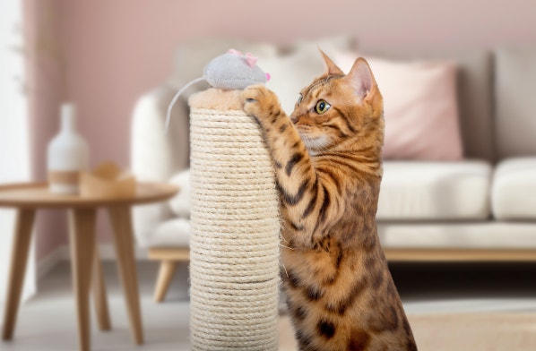 Why do cats scratch furniture