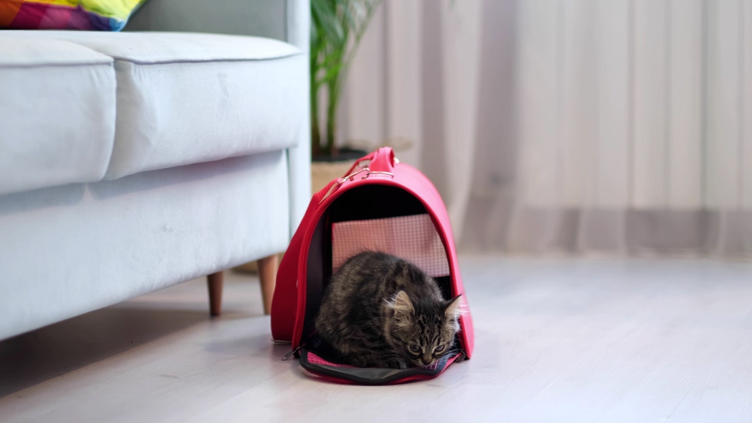 Grey kitten stepping out of a carrier