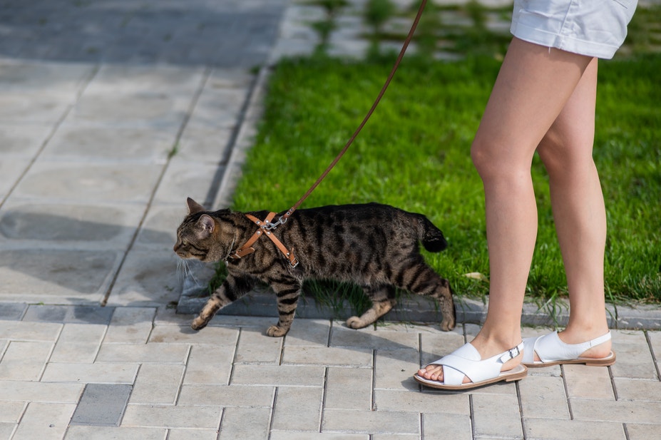 Harness training your cat