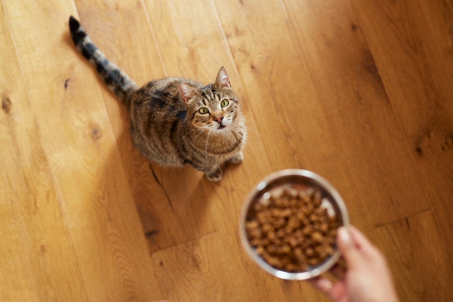 cat looking up at owner about to serve a bowl of food