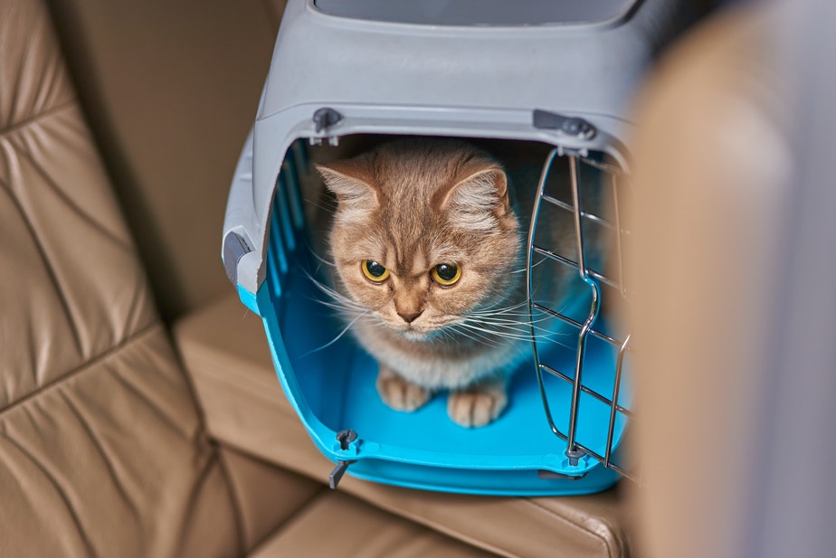Grey cat in a pet carrier in the car