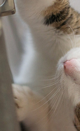 /sites/g/files/fnmzdf6431/files/2024-10/can-cats-eat-cheese-pf-uk_1720009167838.jpeg