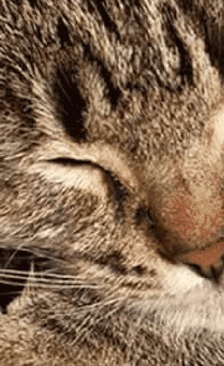 /sites/g/files/fnmzdf6431/files/2024-10/cat_m8_sleep_1_d_1614708005388.png