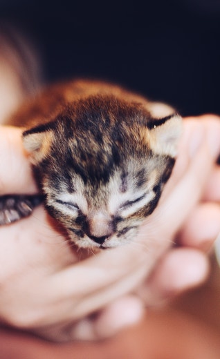 /sites/g/files/fnmzdf6431/files/2025-08/Perfect%20Fit%20UK%20-%20Mars%20Petcare%20_%20Unweaned%20kitten%20care.jpg