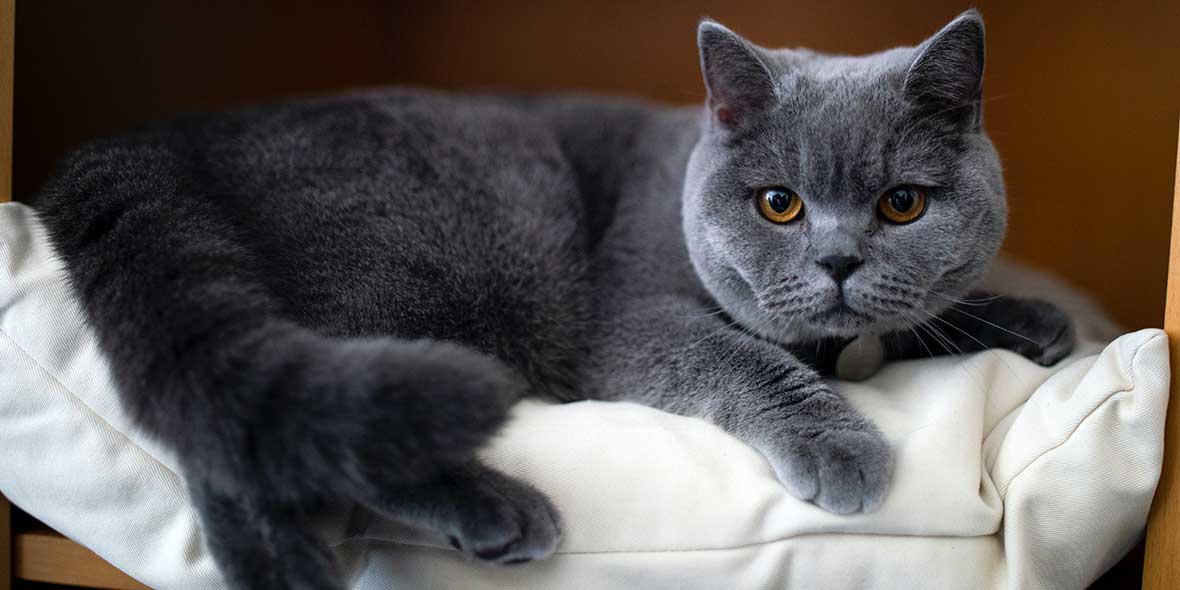 Grey British shorthair cat lying on brown sofa