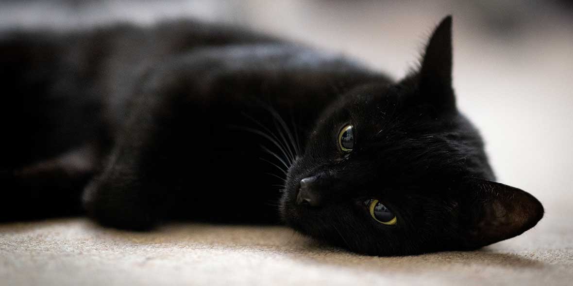 black cat lying on the carpet