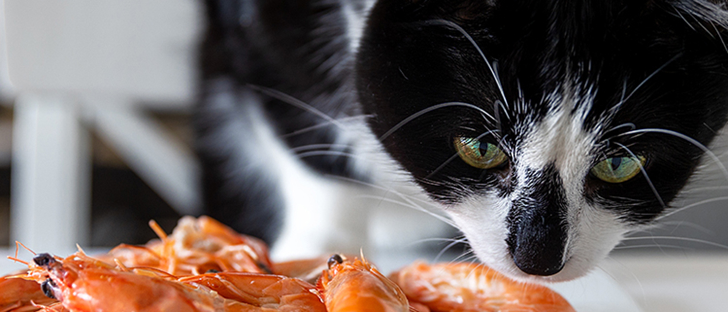 Can cats eat prawns and shrimp Perfect Fit™ UK