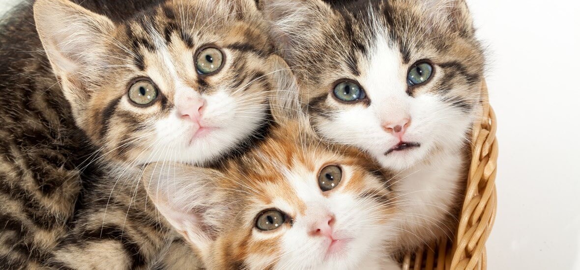 Perfect Fit™ brand imagery