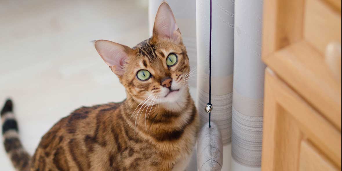 Bengal cat sitting next to cat toy on a string