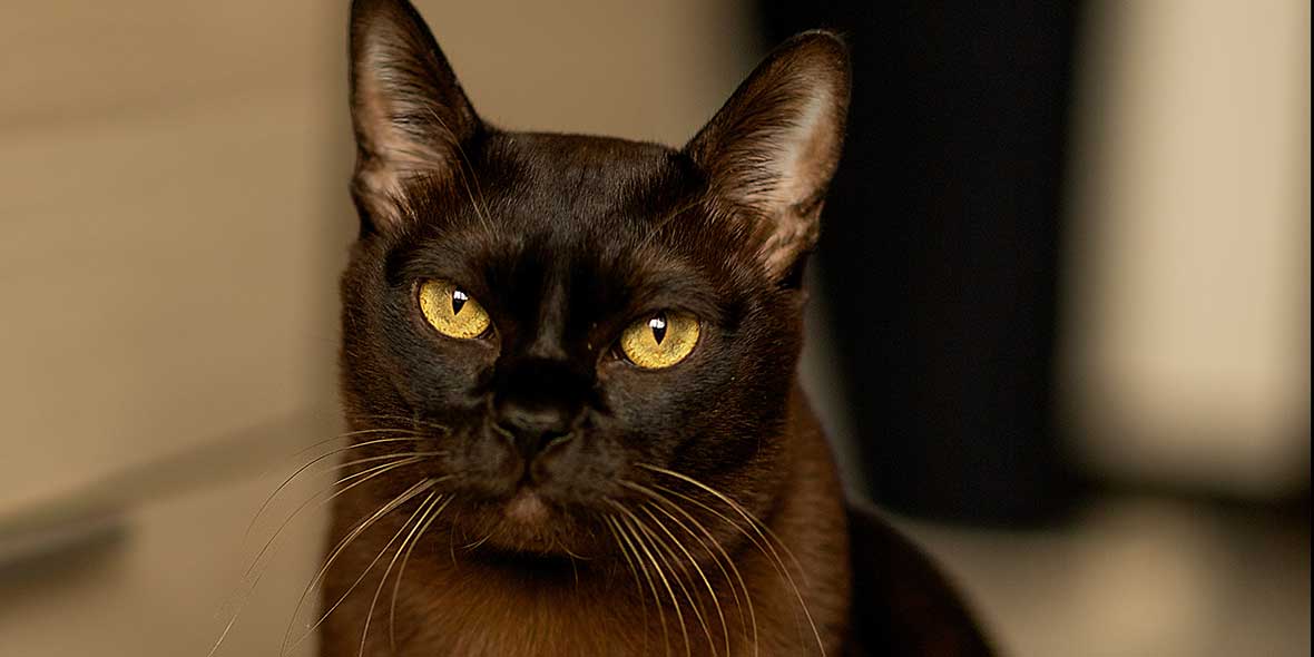 brown burmese cat sitting down looking towards the camera